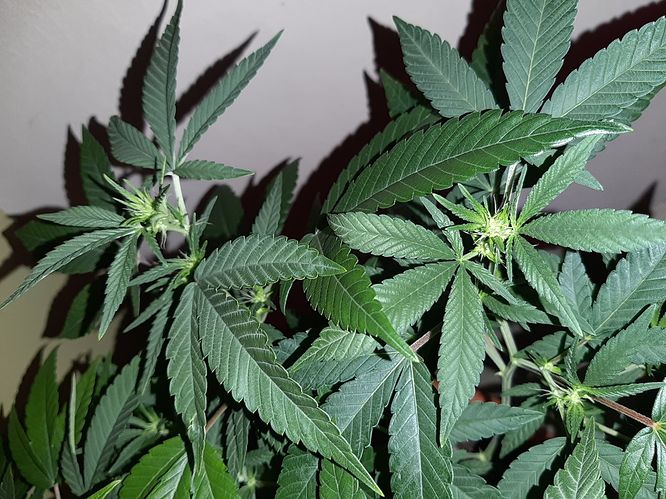 Growreport Bild 6