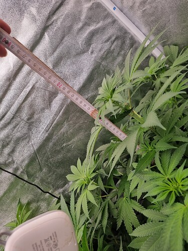 Growreport Bild 24