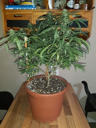 Growreport Bild 1