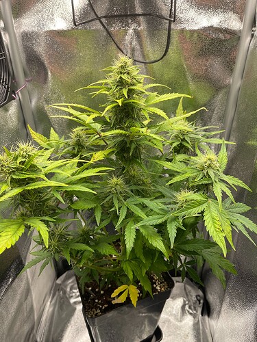 Growreport Bild 4