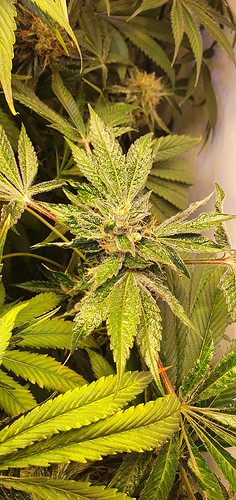 Growreport Bild 17