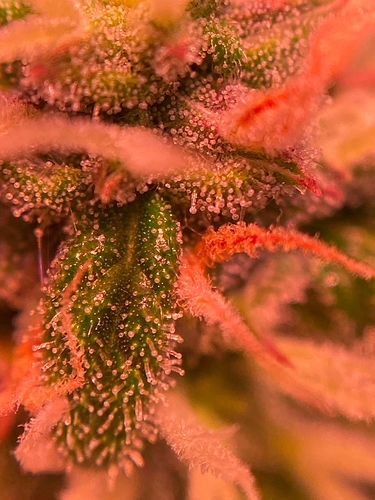 Growreport Bild 2