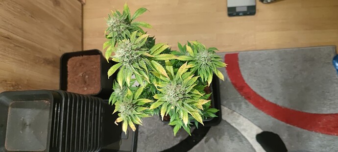 Growreport Bild 2