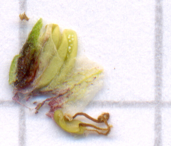 Growreport Bild 5