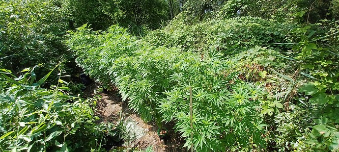 Growreport Bild 1
