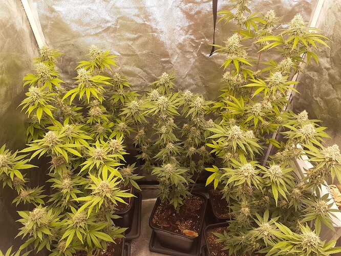 Growreport Bild 4