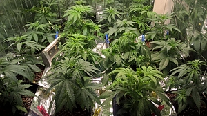 Growreport Bild 2