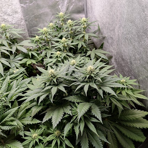 Growreport Bild 9