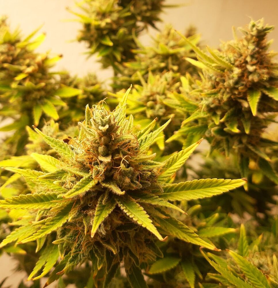 CALIFORNIA INDICA Samen aus Grow