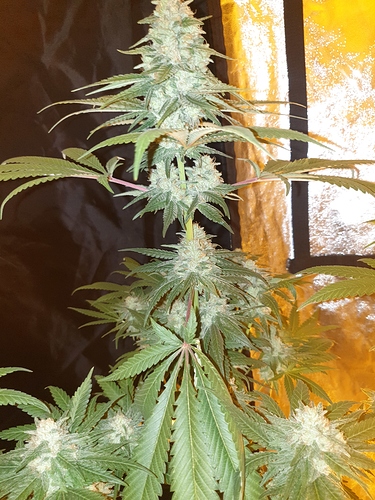 Growreport Bild 8