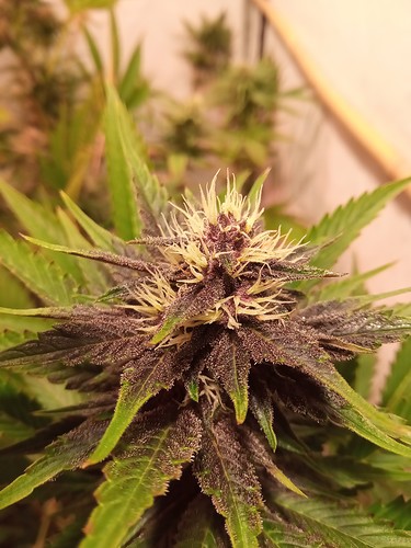 Growreport Bild 19