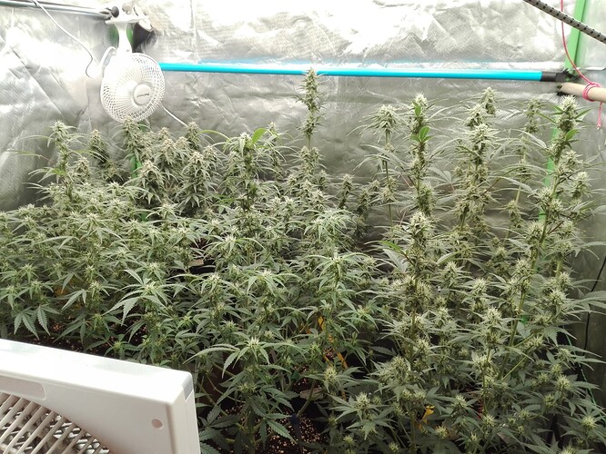 Growreport Bild 13
