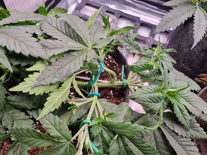 Growreport Bild 45