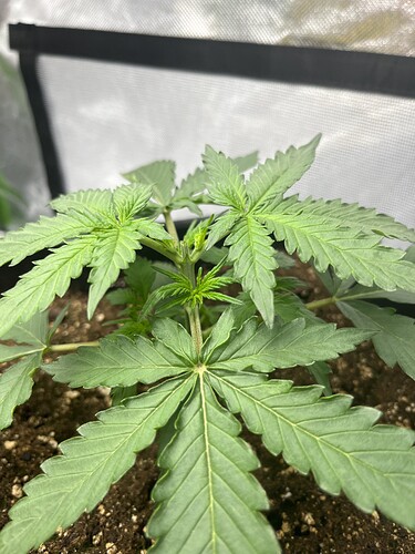Growreport Bild 12