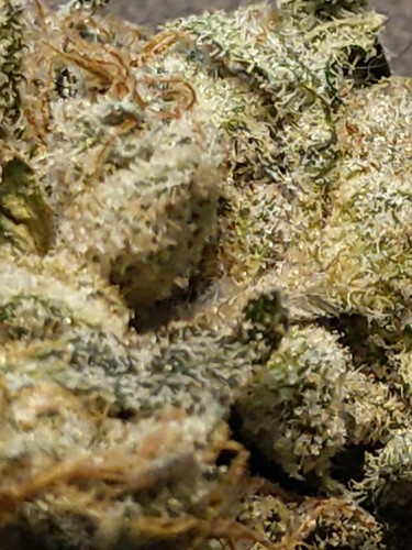 Growreport Bild 18