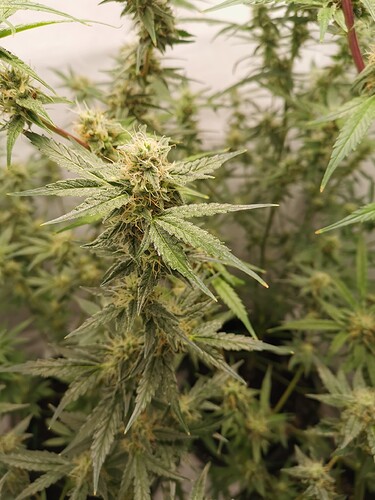 Growreport Bild 11
