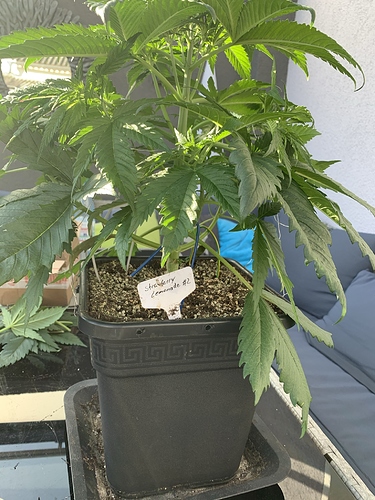 Growreport Bild 5