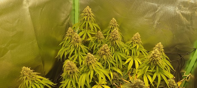Growreport Bild 5