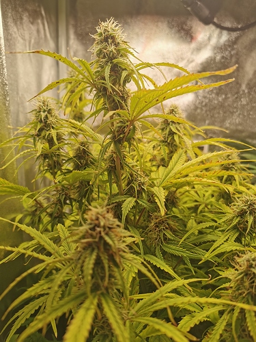 Growreport Bild 3