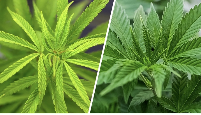Growreport Bild 44