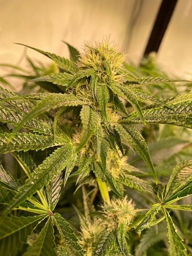 Growreport Bild 6