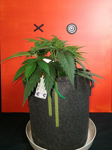 Growreport Bild 20