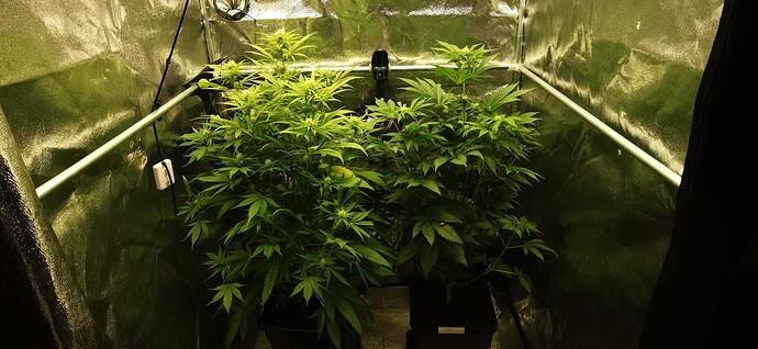 Growreport Bild 35