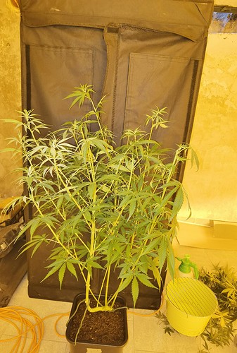 Growreport Bild 35
