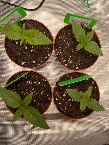 Growreport Bild 6