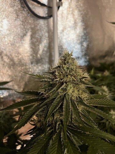 Growreport Bild 4