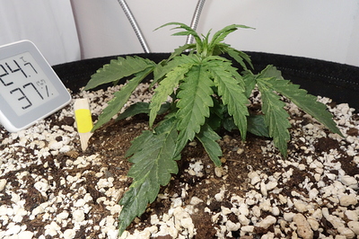 Growreport Bild 7