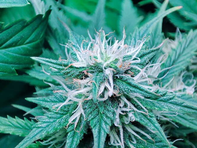Growreport Bild 63