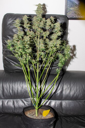Growreport Bild 5