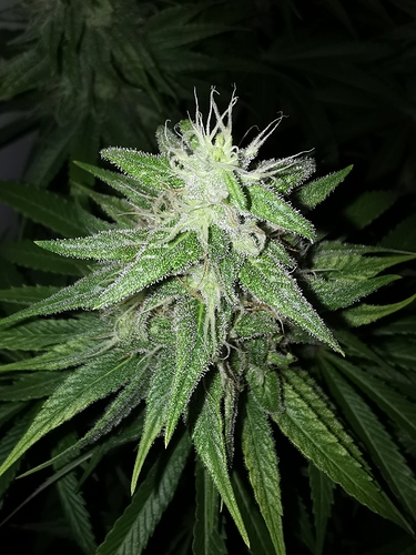 Growreport Bild 3