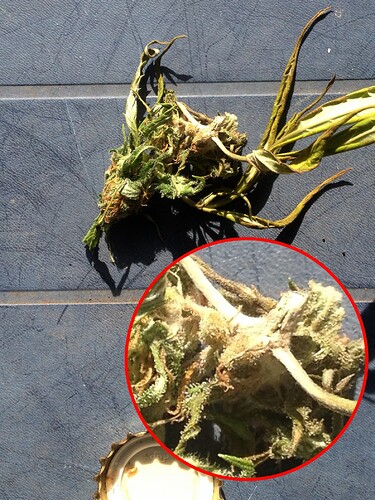 Growreport Bild 24