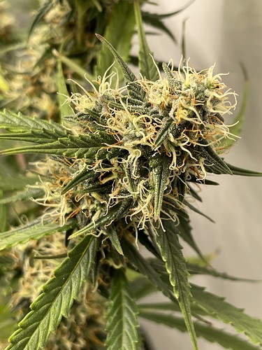 Growreport Bild 23