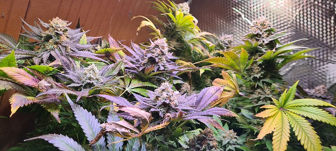 Growreport Bild 27