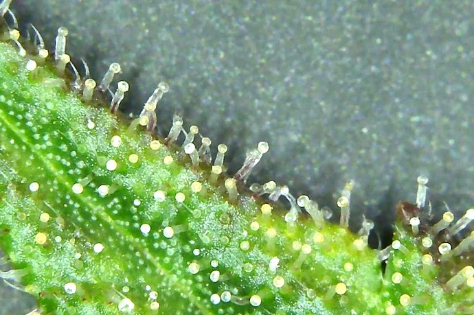 Growreport Bild 13