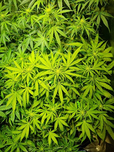 Growreport Bild 25