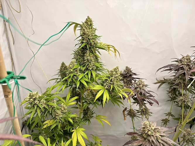 Growreport Bild 13