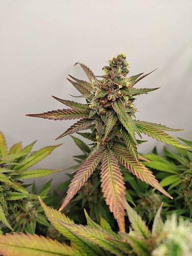 8b8227f0f623ccccbf9184d50bf8f3dd566119e4_2_750x1000