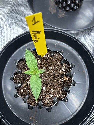 Growreport Bild 11
