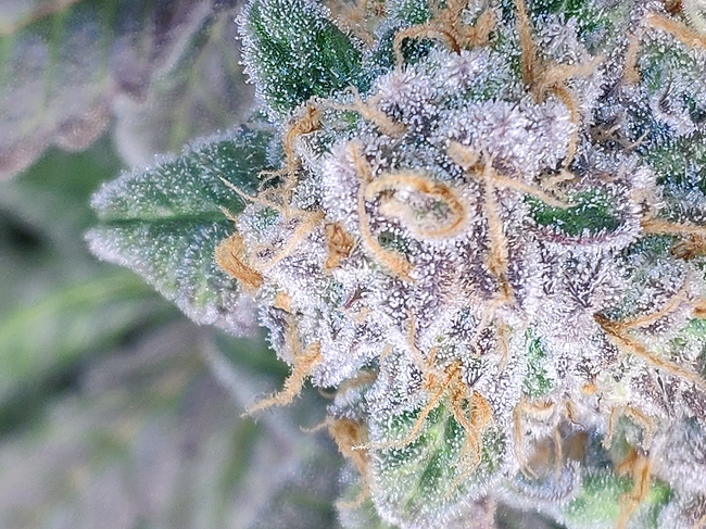 Growreport Bild 5