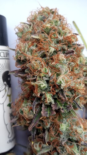 Growreport Bild 32