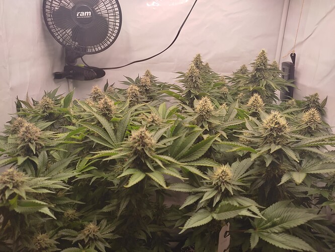 Growreport Bild 3