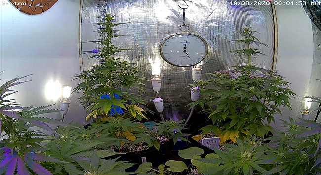 Growreport Bild 1