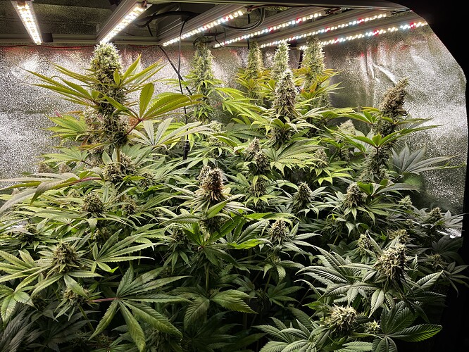 Growreport Bild 6
