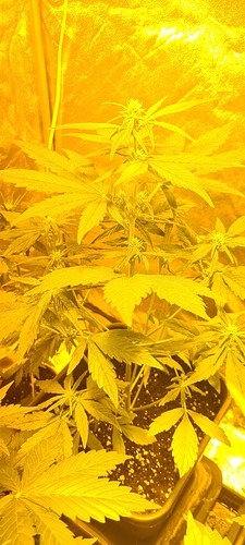Growreport Bild 11