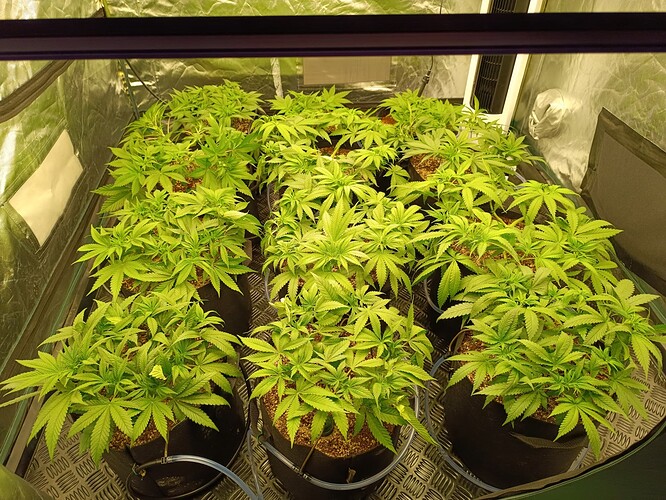 Growreport Bild 8