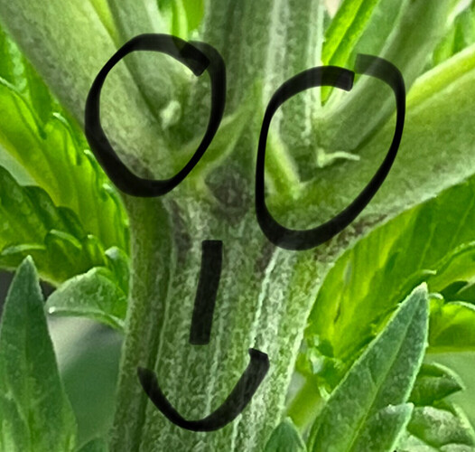 Growreport Bild 5